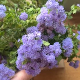 Photo of the plant species Flossflower by @BossAppletree25 named Walt on Greg, the plant care app
