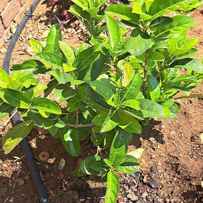 Photo of the plant species Sweet Arrowwood by @WinCoralvine46 named Front on Greg, the plant care app