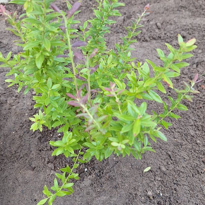 Photo of the plant species Darrow's Blueberry by @FirstBrushbox1 named Coco on Greg, the plant care app