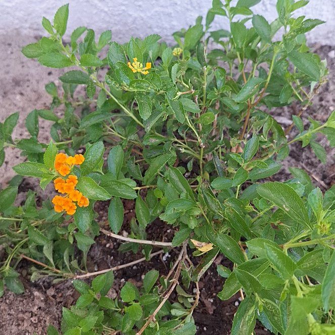 Photo of the plant species Florida Lantana by @FirstBrushbox1 named Sol on Greg, the plant care app