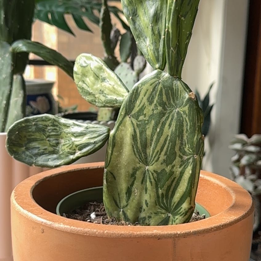 Photo of the plant species Variegated Prickly Pear Cactus by @TrySeaaster39 named Daphne on Greg, the plant care app