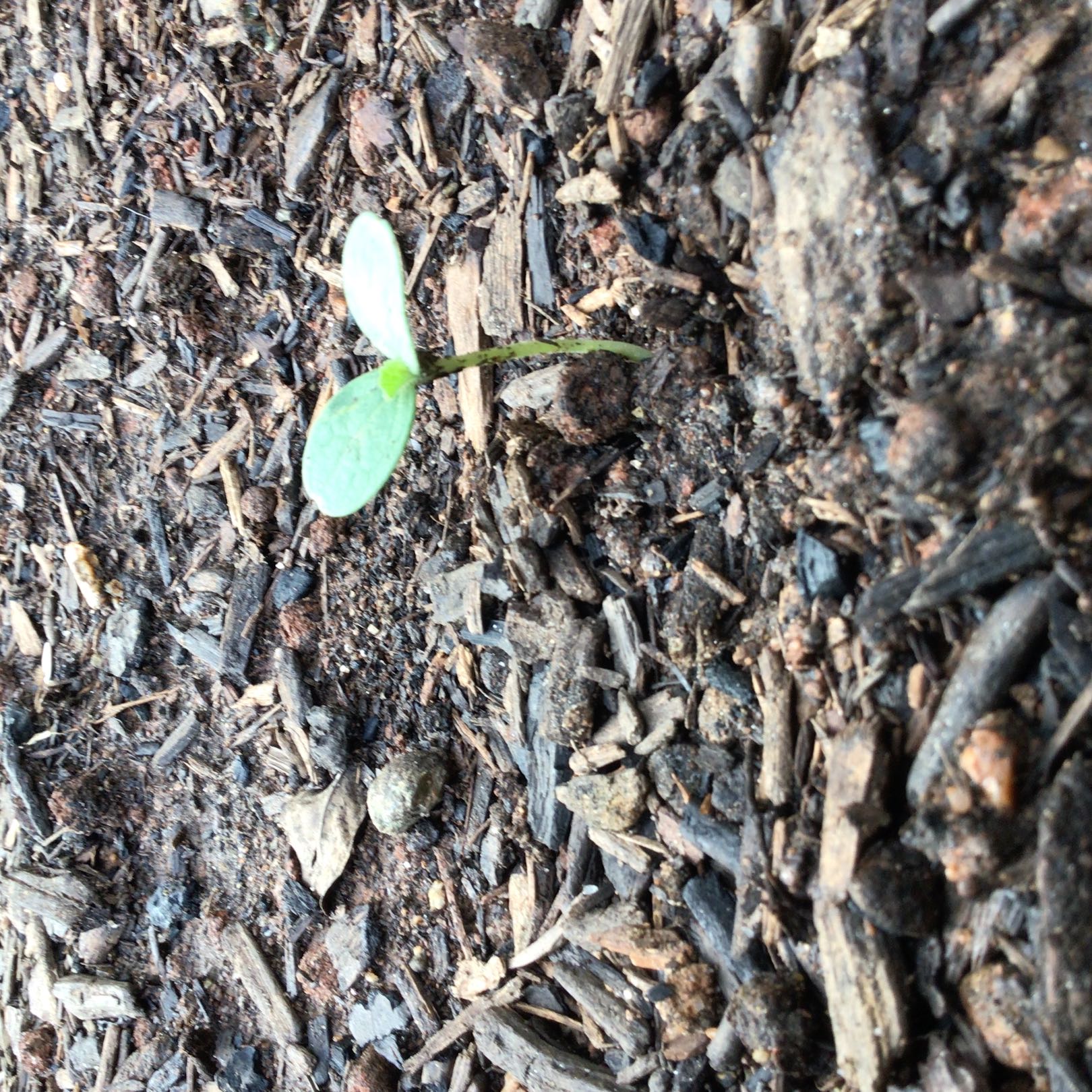 Photo of the plant species Cantaloupe by @LucentKoa99 named Gomez on Greg, the plant care app