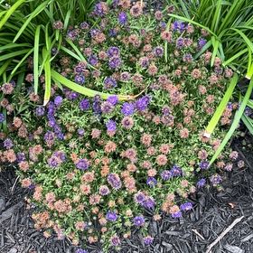 Photo of the plant species Thyme by @NoblyPothos79 named Gaga on Greg, the plant care app