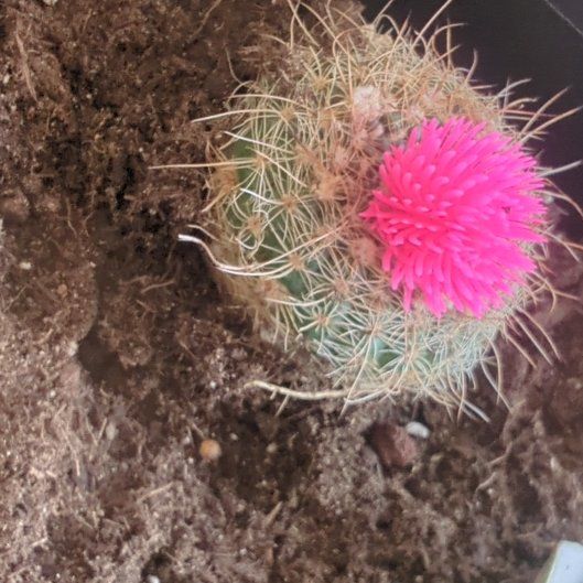 Photo of the plant species Mammillaria muehlenpfordtii by @BigLichen99 named Sonora on Greg, the plant care app