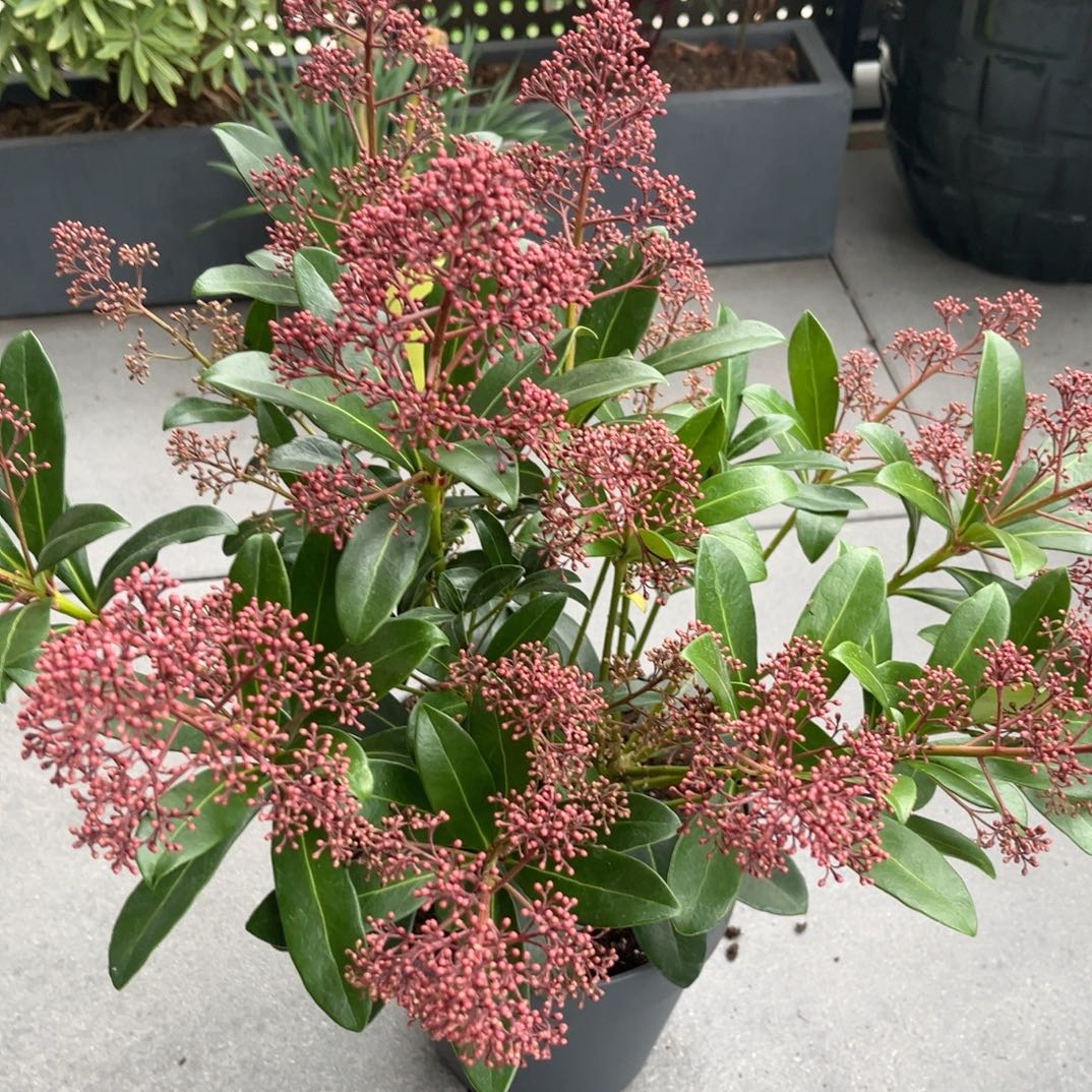 Photo of the plant species Island Marlberry by @HighestFicus54 named Sir Plancelot on Greg, the plant care app