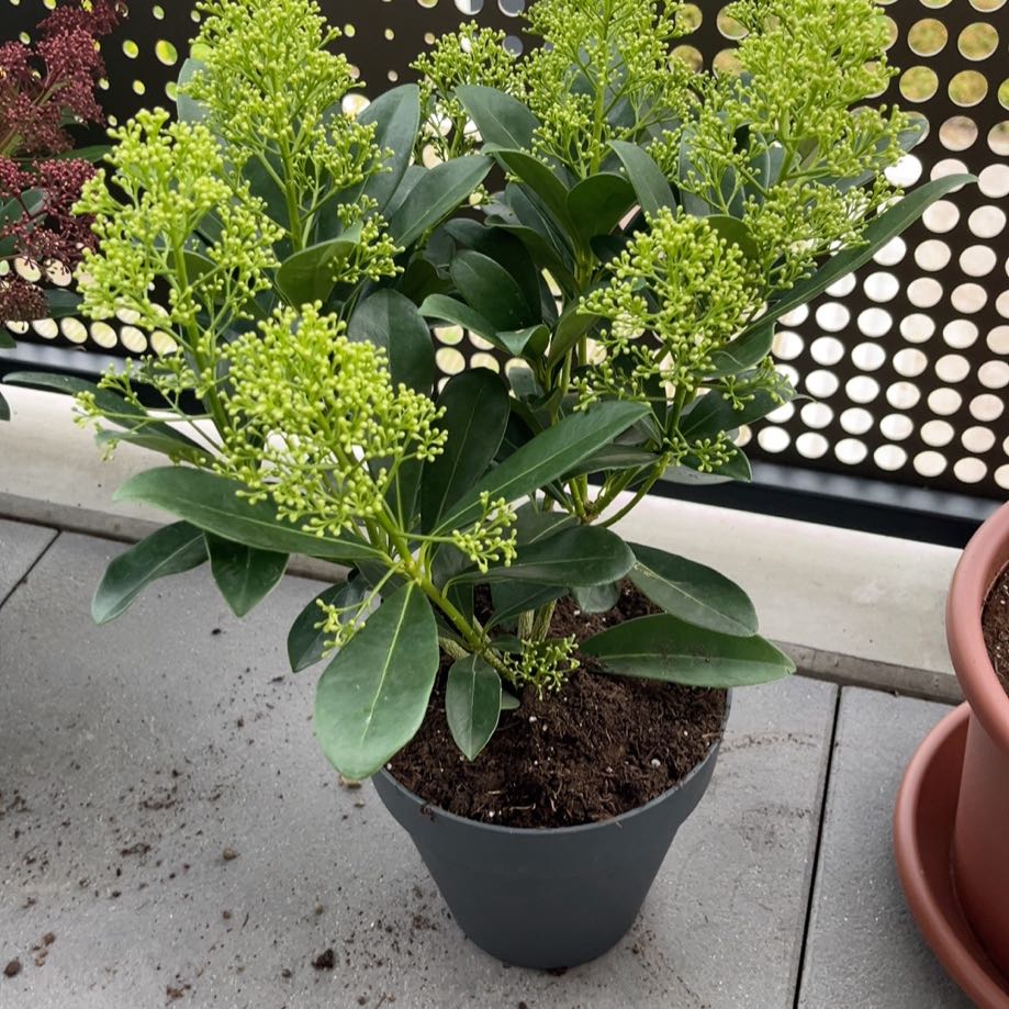 Photo of the plant species Skimmia by @HighestFicus54 named Aria on Greg, the plant care app