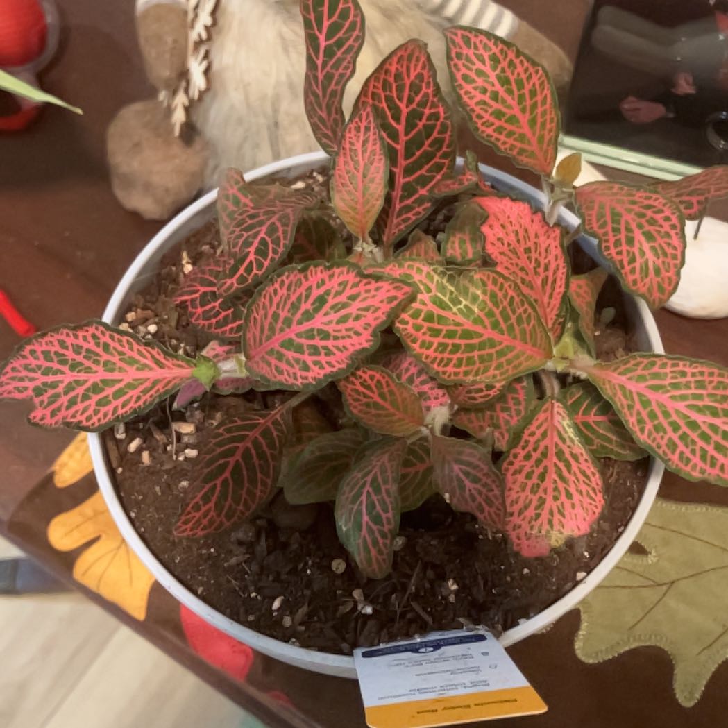 Photo of the plant species 'Ruby Red' Nerve Plant by @GrandLaceyoak69 named Leaf Erickson on Greg, the plant care app
