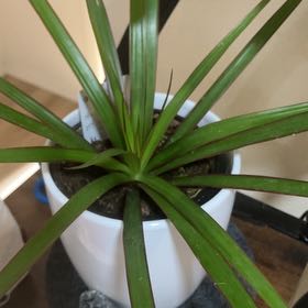 Photo of the plant species Dracaena marginata 'Spike' by @GrandLaceyoak69 named Sonora on Greg, the plant care app