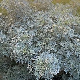 Photo of the plant species Artemisia by @EvocativeMint28 named LiloStitch on Greg, the plant care app