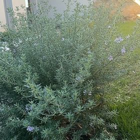 Photo of the plant species Coastal Rosemary 'Smokie' by @EvocativeMint28 named Robert Plant on Greg, the plant care app