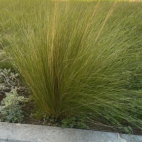 Photo of the plant species Feather Grass by @EvocativeMint28 named Sanders on Greg, the plant care app