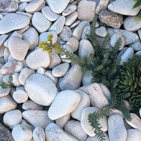 Photo of the plant species Sea Spurge by @EvocativeMint28 named Beyonce on Greg, the plant care app