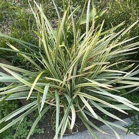 Photo of the plant species Carex by @EvocativeMint28 named Muhammad Ali on Greg, the plant care app