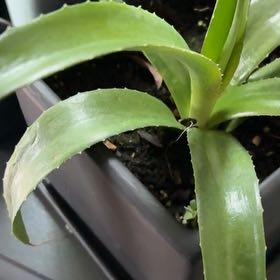 Photo of the plant species False Aloe by @EngagingTearose named Bigleef Smalls on Greg, the plant care app