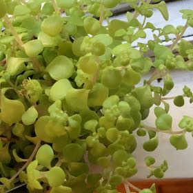 Photo of the plant species Golden Japanese Stonecrop by @LucentSalsa16 named Bodhi on Greg, the plant care app