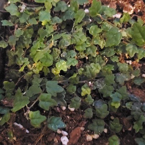 Photo of the plant species Kenilworth Ivy by @YoungCatmint49 named Demi on Greg, the plant care app