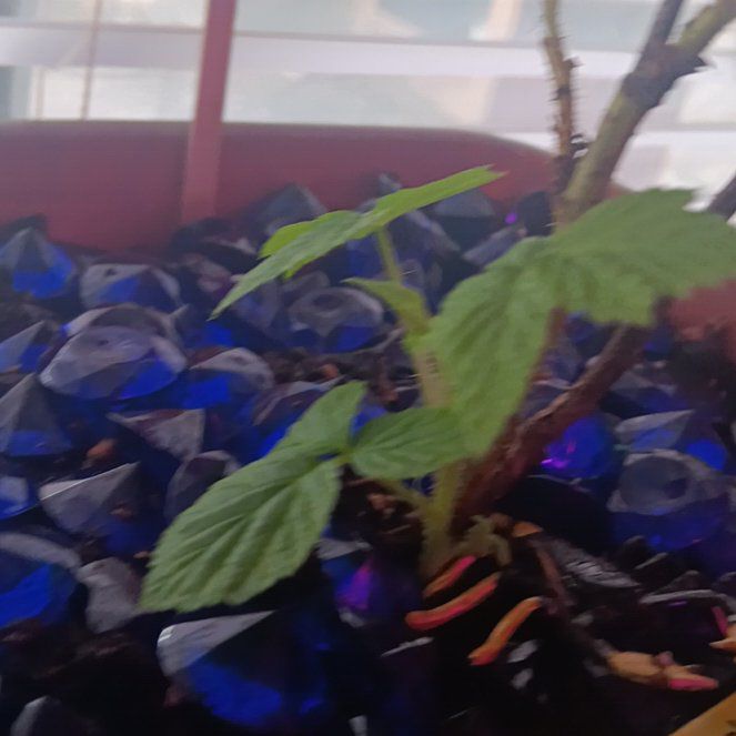 Photo of the plant species Heritage Raspberry by @HelperAster19 named Oscar on Greg, the plant care app