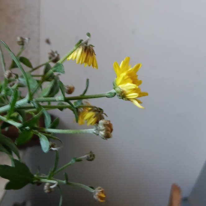 Photo of the plant species Slender Sowthistle by @HelperAster19 named Elle on Greg, the plant care app