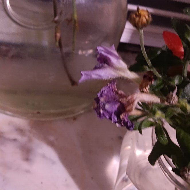 Photo of the plant species Lemon Bergamot by @HelperAster19 named Captain Plant-it on Greg, the plant care app