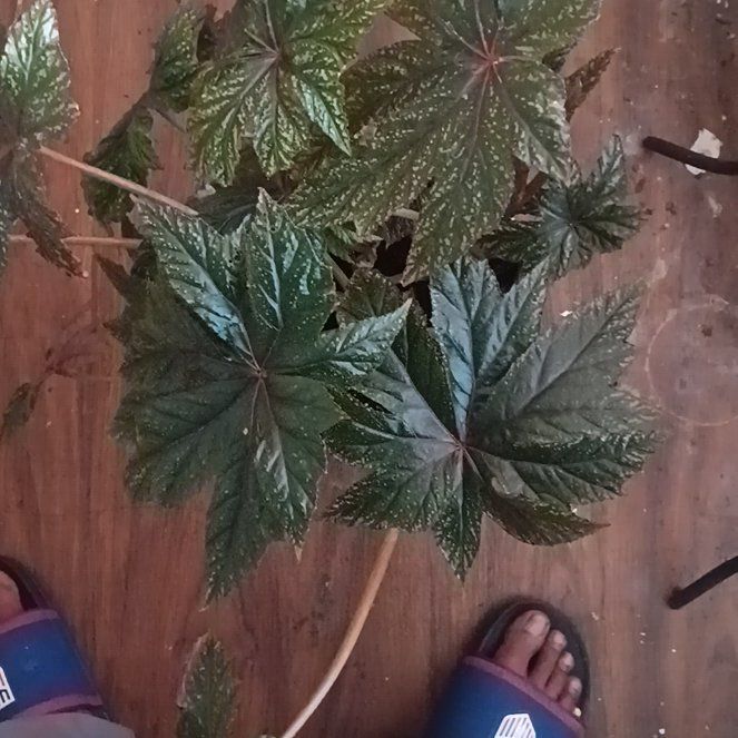 Photo of the plant species Rex Begonia by @HelperAster19 named Stella on Greg, the plant care app