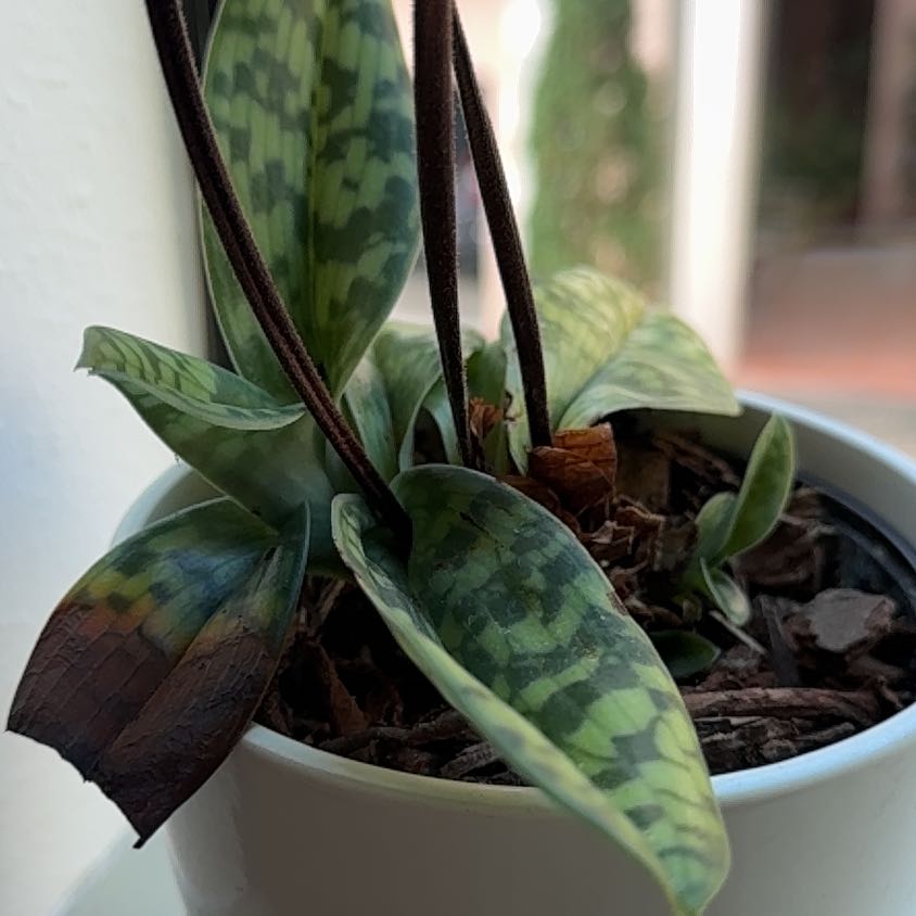 Photo of the plant species Dog Tooth Lily by @BuffDamiana89 named Remington on Greg, the plant care app