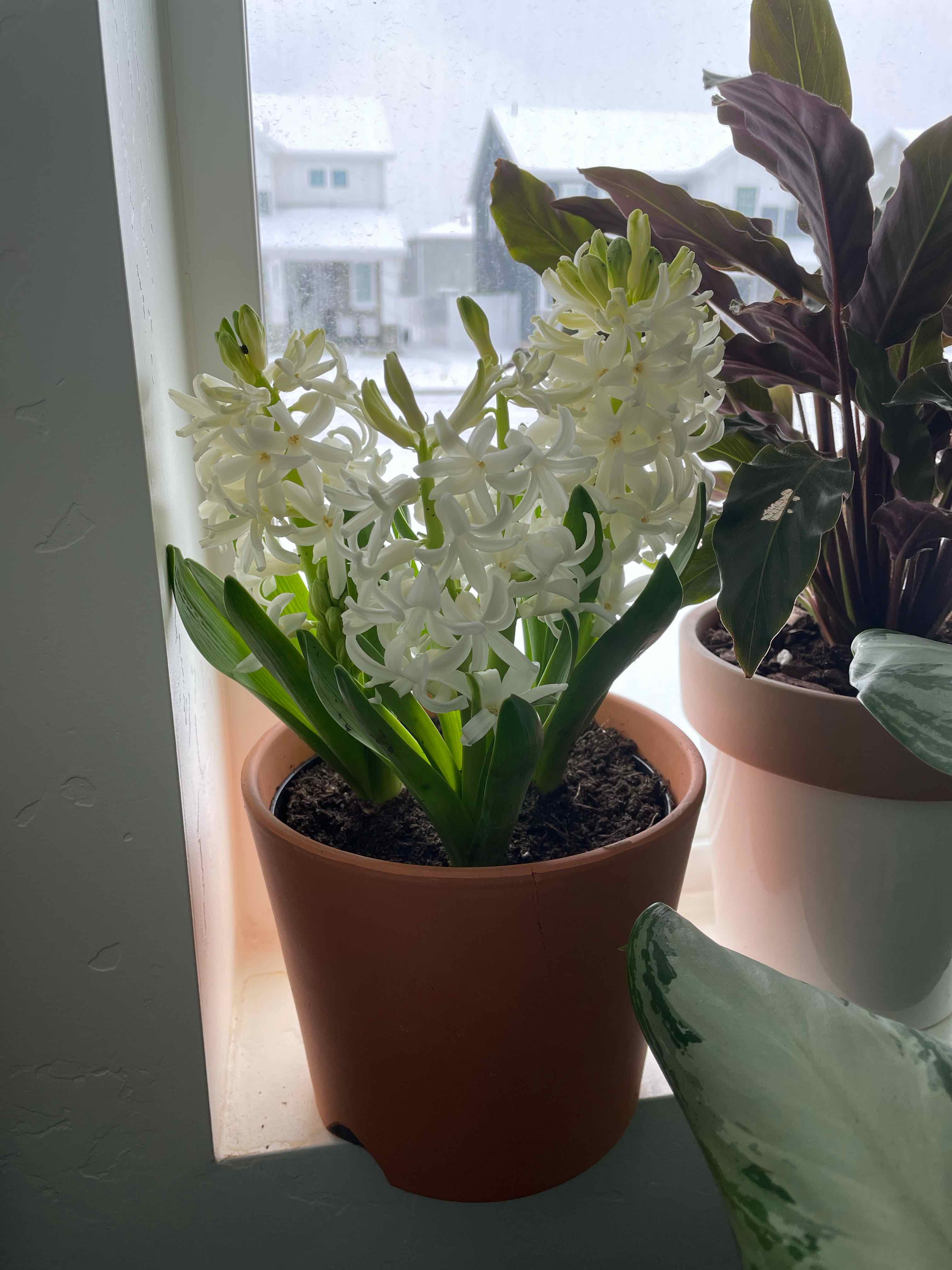 Potted Garden Hyacinth with white flowers on a windowsill, soil visible.