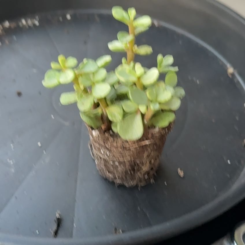 Photo of the plant species Portulacaria afra 'Snowfall' by @HeadRedtree80 named Hamilton on Greg, the plant care app
