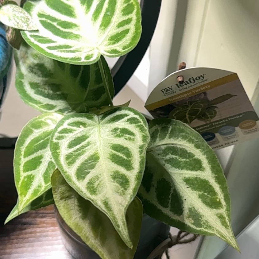 Photo of the plant species Anthurium by @LimberCooperi11 named Sol on Greg, the plant care app