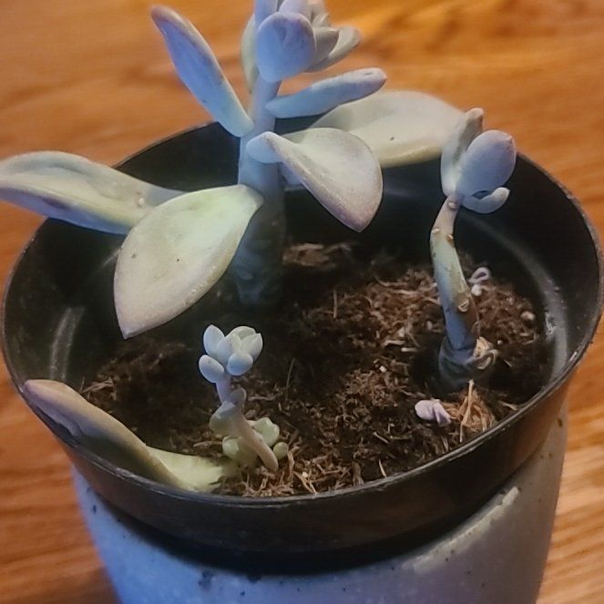 Photo of the plant species Echeveria Abalone by @FineCat67 named Wall-E on Greg, the plant care app
