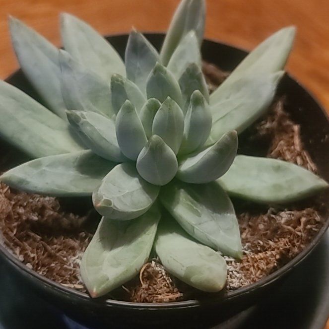 Photo of the plant species Little jewel by @FineCat67 named Planty on Greg, the plant care app