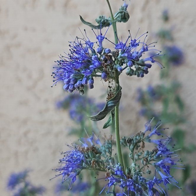 Photo of the plant species Gold Crest Bluebeard by @ShowyCowpea67 named Uni on Greg, the plant care app