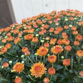 Photo of the plant species Hannah Orange Chrysanthemum by @ChicGrugrupalm named Eric on Greg, the plant care app