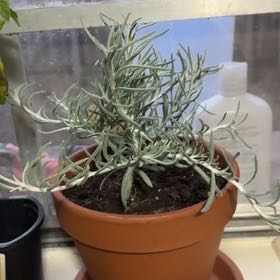 Photo of the plant species Italian Strawflower by @ChicGrugrupalm named Steph Curry on Greg, the plant care app