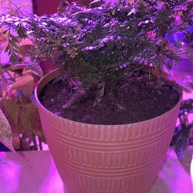 Photo of the plant species Rabbit's Foot by @ChicGrugrupalm named ChloroPhil on Greg, the plant care app