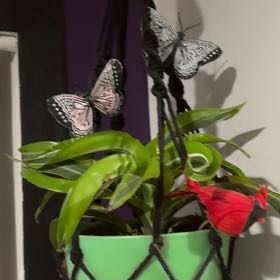 Photo of the plant species Draceana Bicolor by @Mrs.Gunnz named Red on Greg, the plant care app