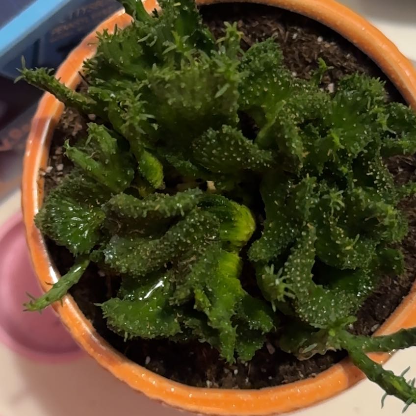 Photo of the plant species Green Coral Cactus by @Mrs.Gunnz named Harmony on Greg, the plant care app
