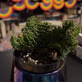 Photo of the plant species Euphorbia by @Mrs.Gunnz named Sherlock on Greg, the plant care app
