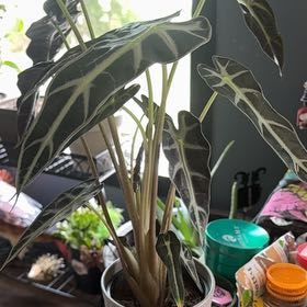 Photo of the plant species Fancy Alocasia by @Mrs.Gunnz named Oliver on Greg, the plant care app