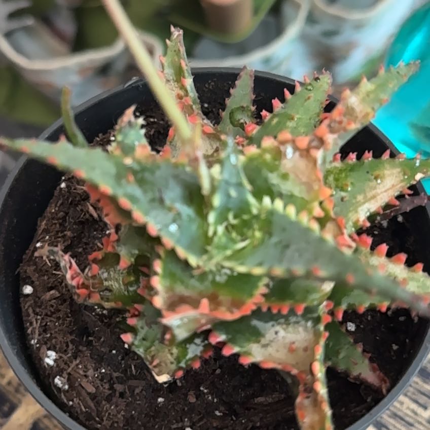 Photo of the plant species Aloe 'Christmas Sleigh' by @Mrs.Gunnz named Jaws on Greg, the plant care app