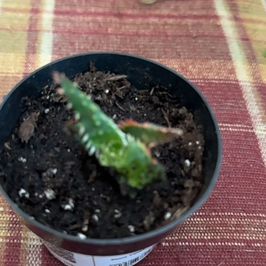 Photo of the plant species Aloe 'Christmas Sleigh' by @Mrs.Gunnz named Baby Sprout on Greg, the plant care app