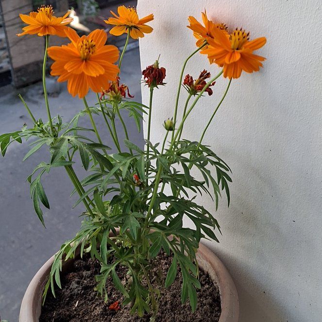 Photo of the plant species Sulphur Cosmos by @MerryGollum90 named Cosmii on Greg, the plant care app