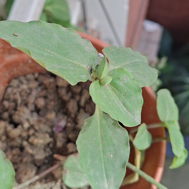 Photo of the plant species Benghal Dayflower by @MerryGollum90 named Tree Diddy on Greg, the plant care app