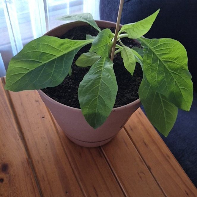 Plant care for Capsicum 'Cute Stuff Red' on Greg, the plant care app