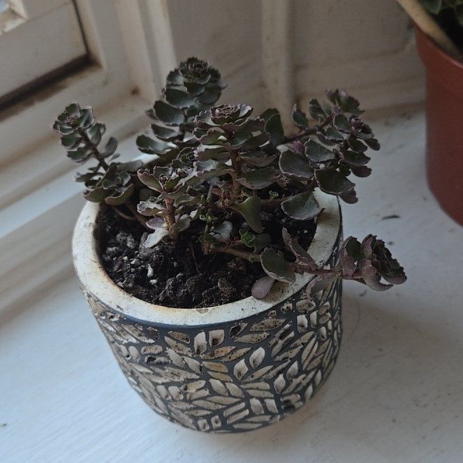 Photo of the plant species Dragons Blood Sedum by @RichSilktree86 named Khaleesi on Greg, the plant care app