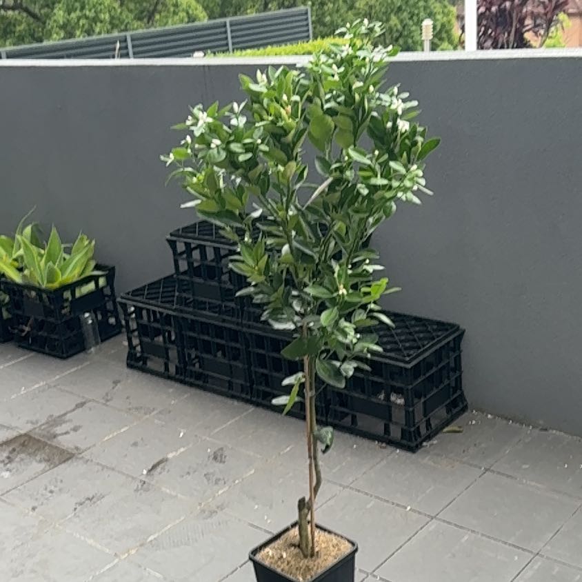 Photo of the plant species Calamansi by @HeirBetel71 named Wall-E on Greg, the plant care app