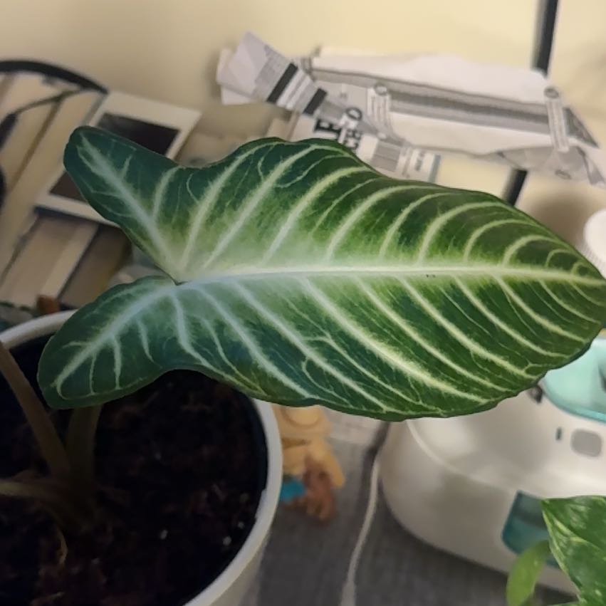 Photo of the plant species Xanthosoma Angel wings by @VioletSmokebush named da Vinci on Greg, the plant care app