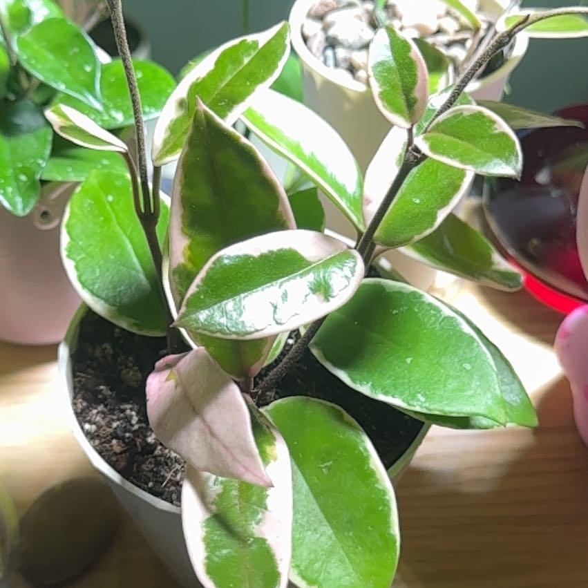 Photo of the plant species Hoya 'Shining Sea Star' by @VioletSmokebush named Coco on Greg, the plant care app