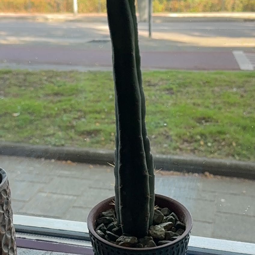 Photo of the plant species Bolivian Torch Cactus by @YummyRemuremu52 named Caine on Greg, the plant care app
