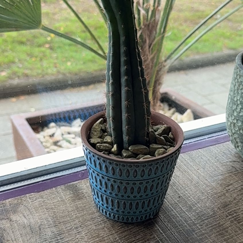 Photo of the plant species Bolivian Torch Cactus by @YummyRemuremu52 named Coke on Greg, the plant care app