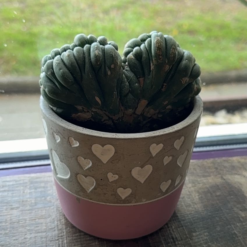 Photo of the plant species Crested San Pedro by @YummyRemuremu52 named Cammy on Greg, the plant care app